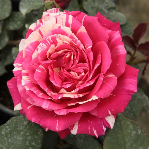 E-commerce, vendita, rose, in, vaso rose ibridi di tea - rosa - bianco - Rosa Best Impression® - rosa dal profumo discreto - Hans Jürgen Evers - ,-